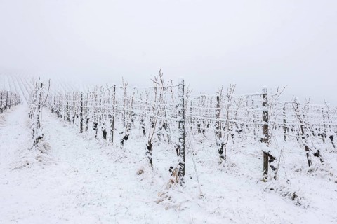 Vineyard with snow cover and foggy winter atmosphere, Rems valley, Rems-Murr district,
