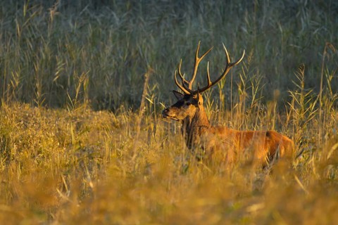 Red deer (Cervus elaphus), sunlight, reeds, Lower Austria