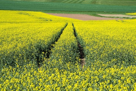 Landscape with rapeseed fields near Gewissenruh, Wesertal, Weserbergland, Hesse, Germany