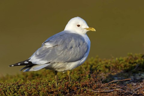 Mew Gull, (Larus canus), animals, birds, gull, gull family, Varanger, Finnmark, Norway