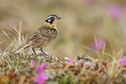 Smith's Longspur (Calcarius pictus) on the tundra near Churchill, Manitoba, Canada