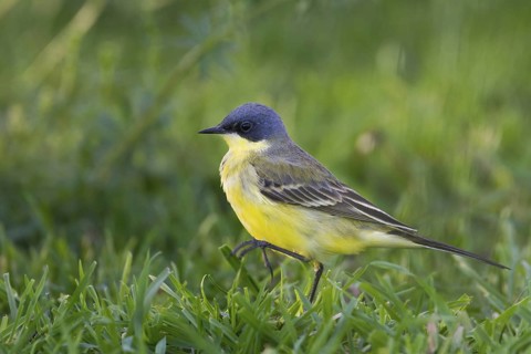 Western Yellow Wagtail (Motacilla flava thunbergi) male, Baden-Wuerttemberg, Germany