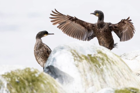 Cormorant (Gulosus aristotelis), juvenile bird spreading its wings wide, Hornøya Island, Vardø,