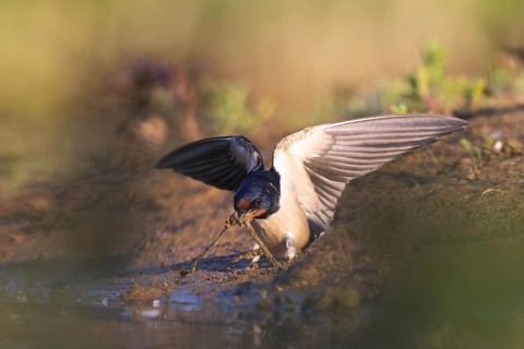 Barn Swallow (Hirundo rustica) looking for nesting material, North Rhine-Westphalia, Germany