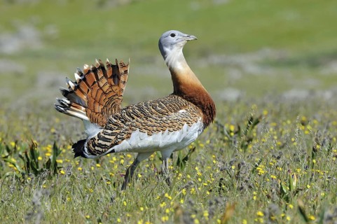 Great Bustard (Otis tarda), Extremadura, Spain
