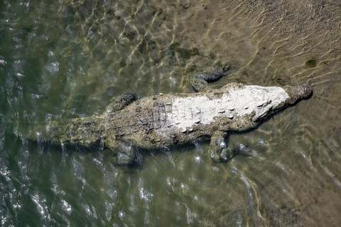 American crocodile (Crocodylus acutus) swimming in the water, from above, Rio Tarcoles, Carara