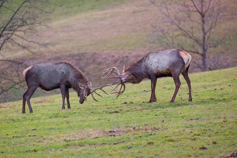 Two Altai maral stags, Altai wapiti or Altai elk (Cervus canadensis sibiricus) fighting each other