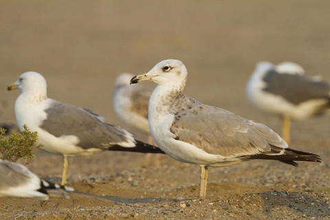 Pallas's Gull (Ichthyaetus ichthyaetus), Oman