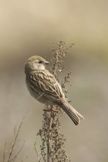 Dead Sea Sparrow (Passer moabiticus) female, Turkey