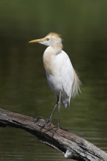 Eastern Cattle Egret (Bubulcus coromandus), Penang, Malaysia