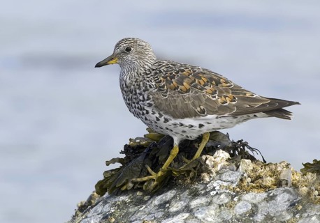 Surfbird (Calidris virgata), British Columbia, Canada