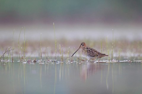 Common Snipe (Gallinago gallinago) foraging, North Rhine-Westphalia, Germany