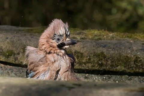 A bathing jay (Garrulus glandarius), Hesse, Germany