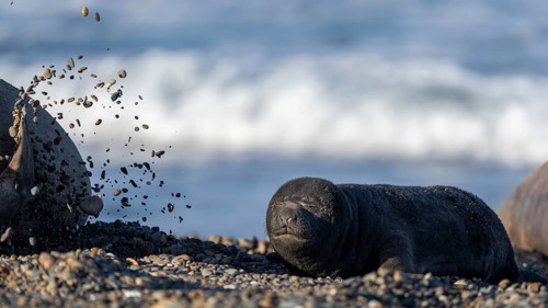 Southern elephant seal (Mirounga leonina), young animal lying on a pebble beach with its eyes