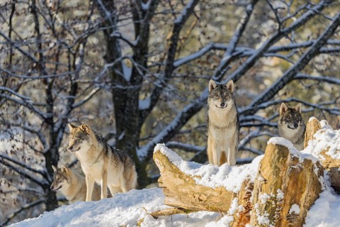 Four grey wolves (Canis lupus lupus) stand on a snow-covered hill behind a fallen tree on a cold,