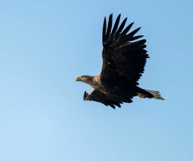 White-tailed eagle (Haliaeetus albicilla) in flight looking for food, blue sky, Lower Saxony,