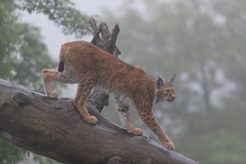 One Eurasian lynx, (Lynx lynx), walking down on a fallen tree in dense fog. Side view with green