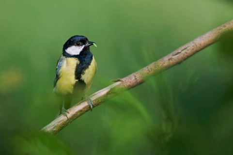 Great tit with food (Parus major) Lower Saxony, Germany