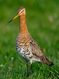 Black-tailed Godwit (Limosa limosa) foraging, Netherlands