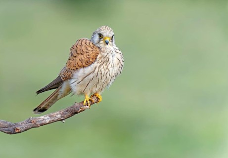 Female lesser kestrel (Falco naumanni) Dry branch, Extremadura, Spain