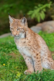 A young Eurasian lynx (Lynx lynx) sits on a green meadow