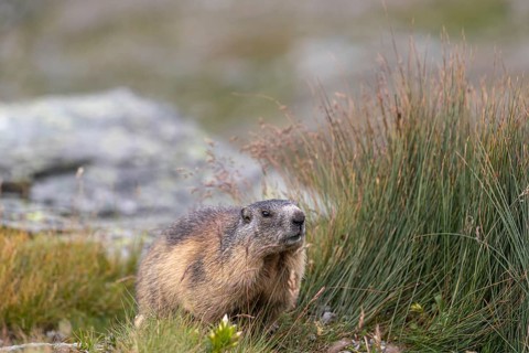 One young Alpine Marmot, Marmota marmota, sitting in front of tall green grass, with a rock in the