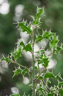 Detailed close up of vibrant green holly leaves with sharp, pointed edges. The blurred background