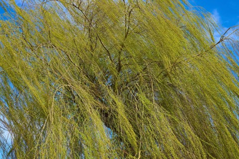 Close-up of a mourning willow with hanging branches under a blue sky, Triesdorf, Weidenbach,