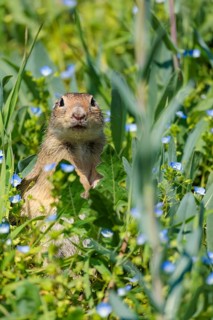 A fully grown ground squirrel (Spermophilus citellus) stands upright on a sunny day in a green