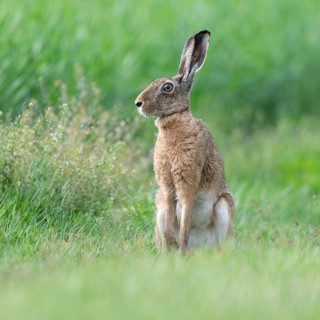 European hare (Lepus europaeus) sitting on a dirt track and looking attentively, wildlife,