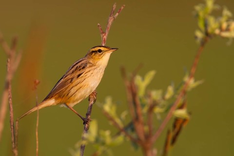 Aquatic Warbler - Seggenrohrsänger - Acrocephalus paludicola, Poland