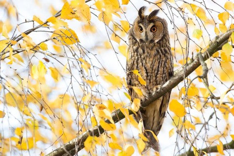 Long-eared Owl (Asio otus) perched in a birch tree, Rhineland-Palatinate, Germany
