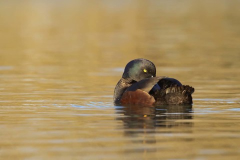 New Zealand Scaup (Aythya novaeseelandiae) male, New Zealand