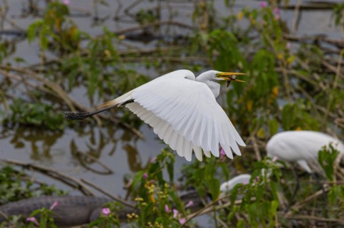 Great egret (Ardea alba) Pantanal Brazil