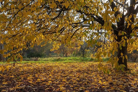 Large cherry tree with yellow foliage covering the ground and casting shade, Palatinate,