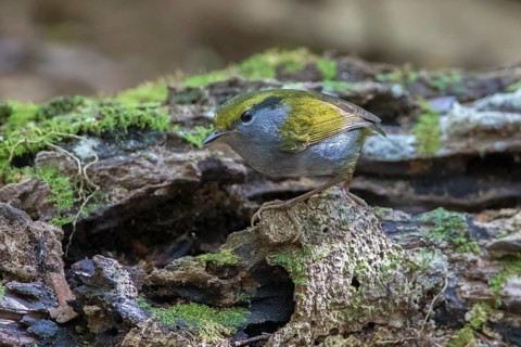 Grey-bellied Tesia (Tesia cyaniventer), Bidoup National Park, Vietnam