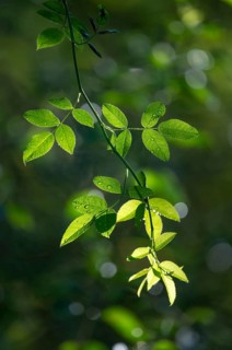 Dog rose (Rosa canina), leaves against the light, Thuringia, Germany