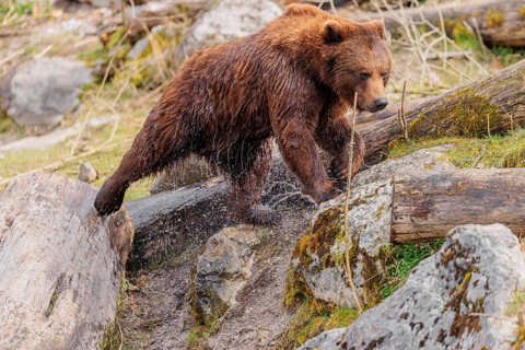 A young male brown bear (Ursus arctos arctos), soaked from bathing in a stream, runs over hilly