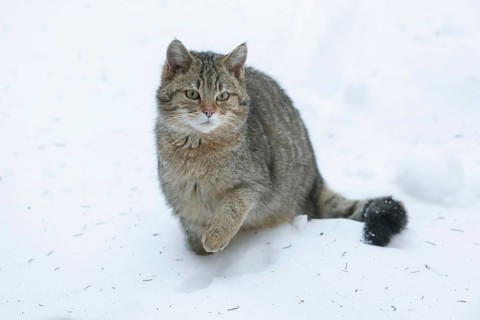 European wildcat (Felis silvestris) sitting in the snow, captive, Bavarian Forest National Park,