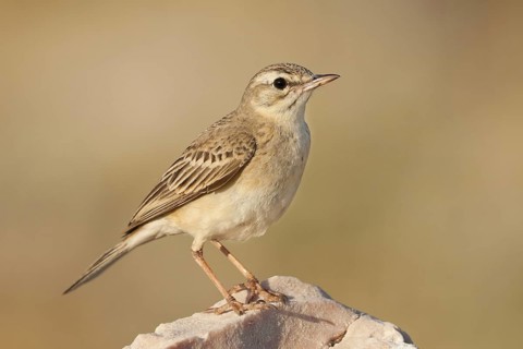 Tawny Pipit (Anthus campestris), North Dalmatia, Croatia