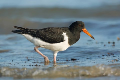 Pied Oystercatcher (Haematopus longirostris) juvenile foraging at shoreline, Victoria, Australia