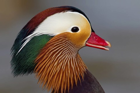 Mandarin Duck (Aix galericulata) male, Baden-Wuerttemberg, Germany