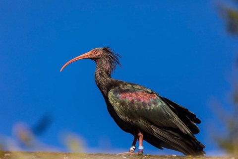 A Northern Bald Ibis, Hermit Ibis, Geronticus eremita sits on a fence, blue sky in the background
