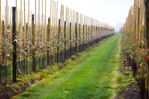 Apple plantation, Altes Land, Lower Saxony, Germany