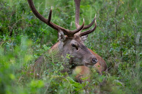 Red deer (Cervus elaphus), Red deer, portrait of resting capital mountain deer in the rutting