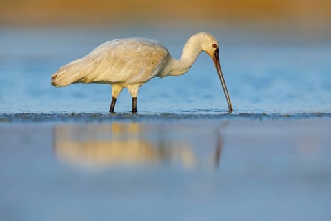 Spoonbill, (Platalea leucorodia), Floating Hide fixed, Tiszaalpár, Kiskunsági National Park,