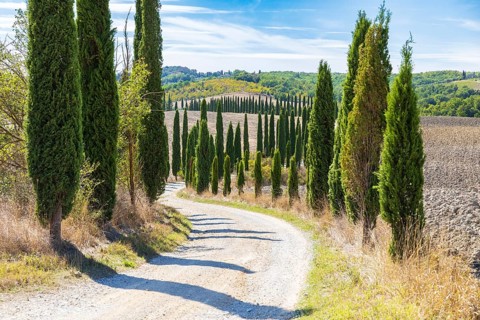 Avenue of cypress trees (Cupressus sempervirens) near Siena, Tuscany, Italy