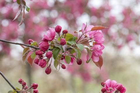Ornamental apple (Malus 'Rudolph'), Anchers Havecenter, Ditfurt, Saxony-Anhalt, Germany