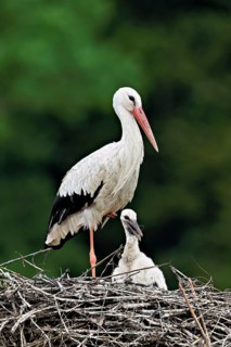 White stork (Ciconia ciconia), adult with chicks standing on eyrie, Canton Aargau, Switzerland