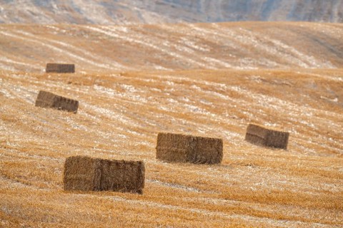 Straw bales on a harvested grain field in a typical Tuscan landscape in Crete Senesi in summer,